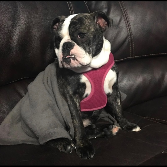 Meet your Posher, Devon - Picture 1 of 1